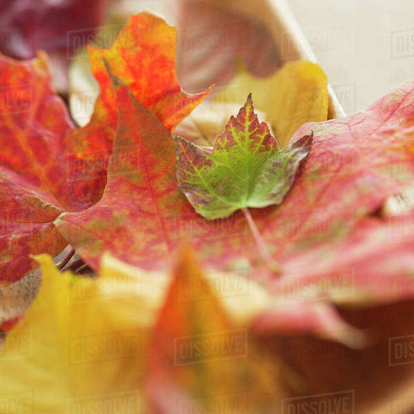 Colorful autumn leaves Stock Photo Dissolve