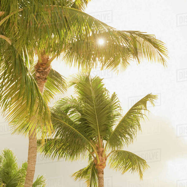 Sunlight on tropical palm trees Stock Photo Dissolve