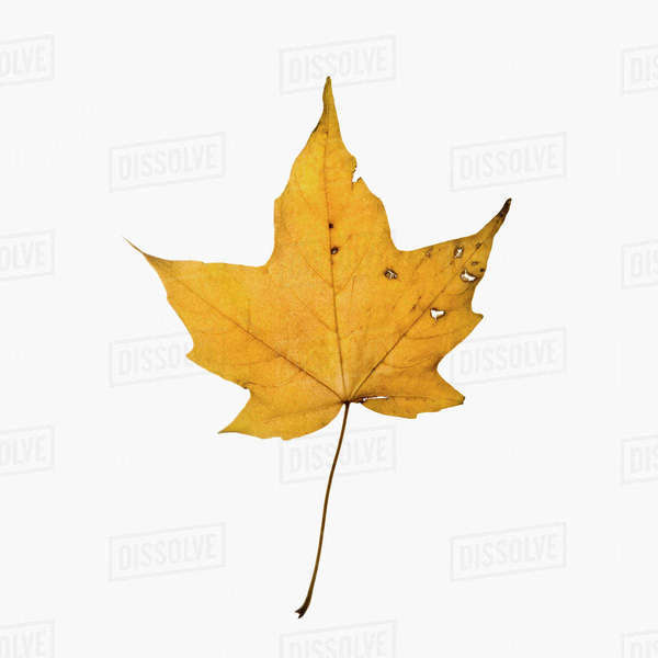 Autumn leaf Stock Photo Dissolve