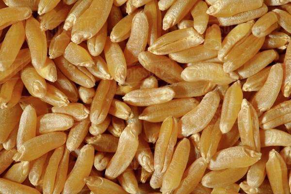 Kamut grains (full-frame) - Stock Photo - Dissolve