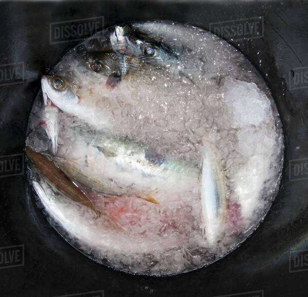 Fresh fish on ice Stock Photo Dissolve