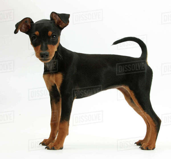 Mini Pinscher Manchester Terrier Height Miniature Pinscher Puppy