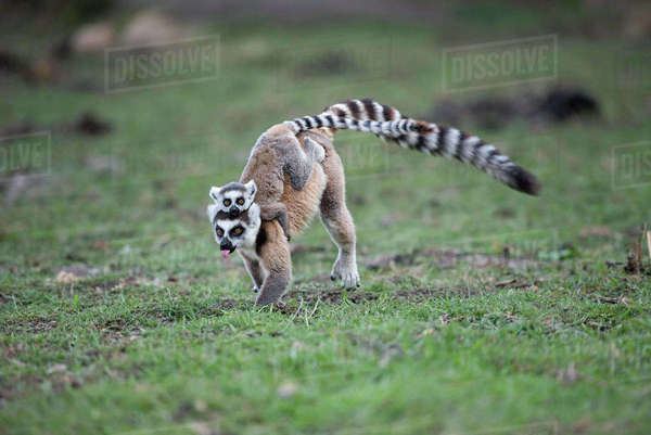 Ring-tailed Lemur (Lemur catta) mother with infant running, Anjaha