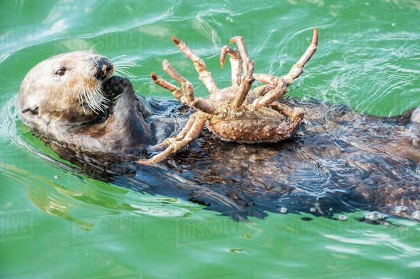 California sea otter (Enhydra lutris) feeding on Northern kelp crab