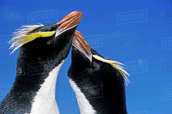 Erect-crested penguin (Eudyptes sclateri) pair in greeting display