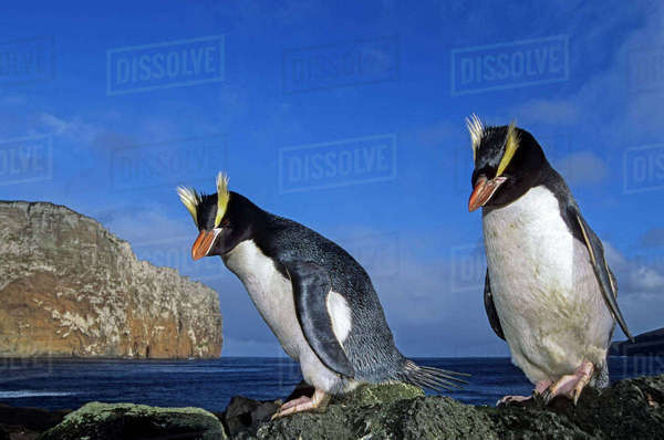 Erect-crested penguin (Eudyptes sclateri) pair. Antipodes Island, New