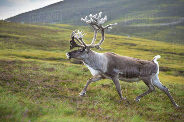 reindeer antlers for adults
