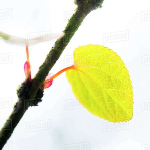 Close up of leaf growing on branch Stock Photo Dissolve