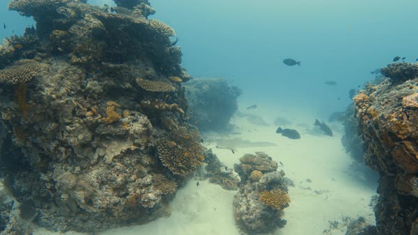 An Underwater Beauty Shot Of A Coral Reef Sitting On The Ocean