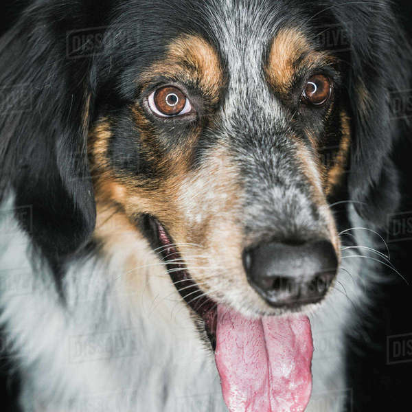 Closeup of cute fluffy mixed breed Bordernese or Border Collie Bernese