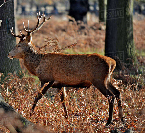 The King's Deer, red deer stags or bucks of Richmond Park, London, UK