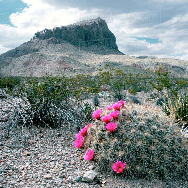U.S.A., Texas, Big Bend National Park. Blooming pitaya cactus with