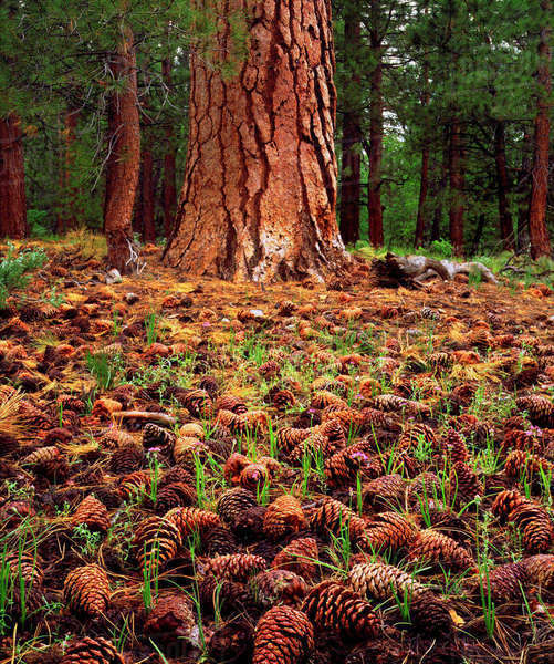 USA, California, Sierra Nevada Mountains. Oldgrowth Ponderosa tree