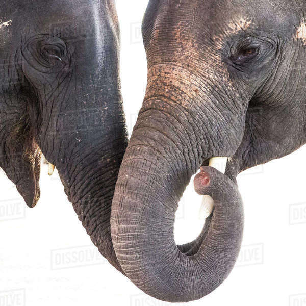 Two elephants, touching trunks, Bangkok, Thailand Stock Photo Dissolve