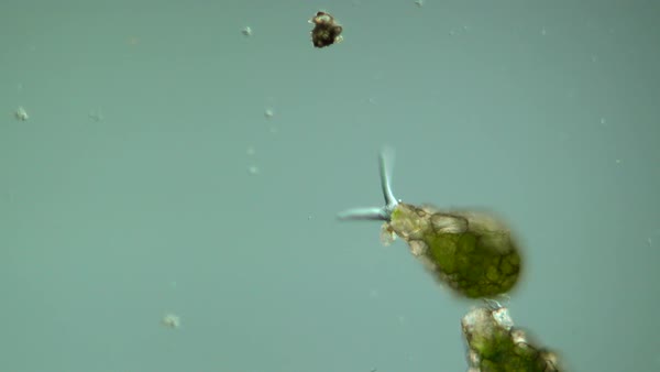 light microscope footage of difflugia pyriformis testate amoeba