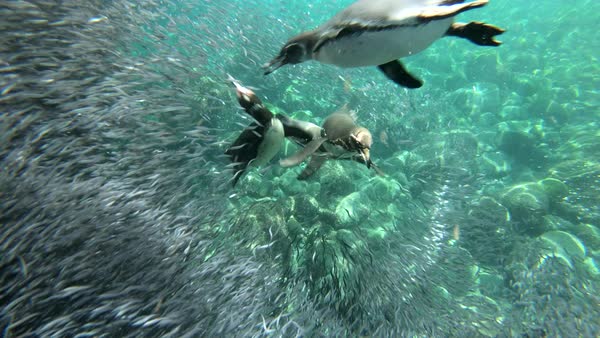 Galapagos penguins hunt anchovies underwater in a huge bait ball