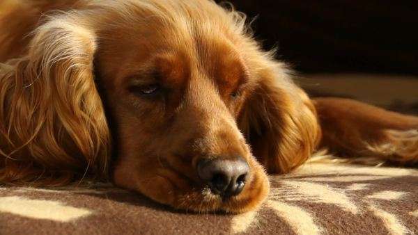 Adorable Dog Sleeping On A Couch At Home English Cocker Spaniel
