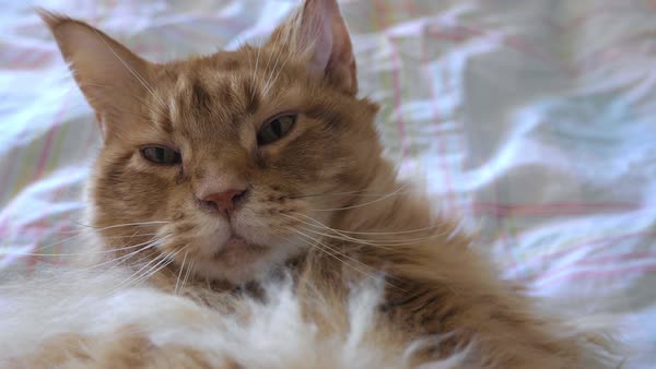 Portrait Of A Longhaired Ginger Cat Lying On Bed Close Up
