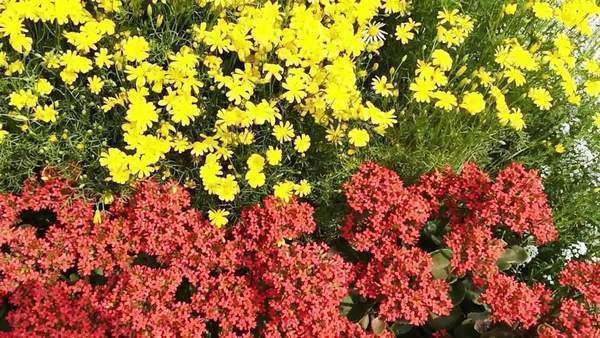Shot Of Variety Flowers In Plant Nursery Agra Uttar Pradesh Plant Nursery Agra Uttar Pradesh