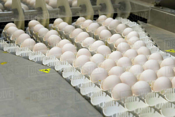 how do roosters fertilize eggs how do roosters fertilize eggs