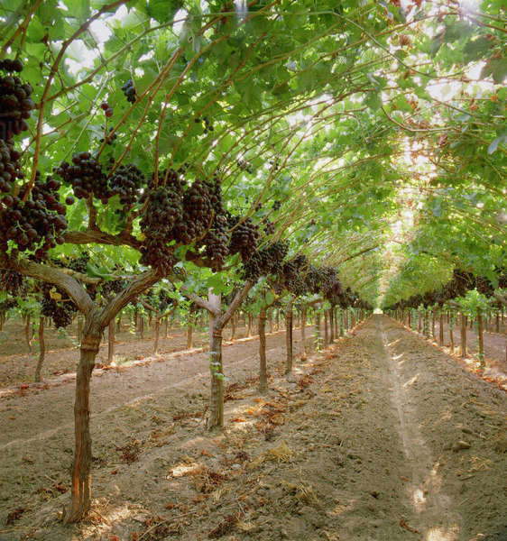 Agriculture Mature Maroo Table Grapes On The Vine / Fresno County