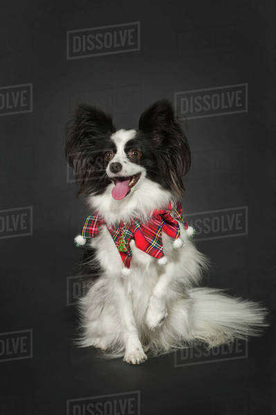 Papillon Dog On A Dark Grey Backdrop Royalty-free Stock Photo