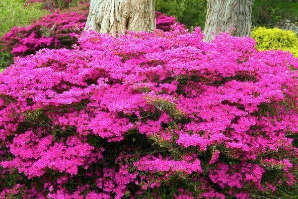 Bright Pink Flowers Growing At The Base Of A Tree In Muckross Gardens