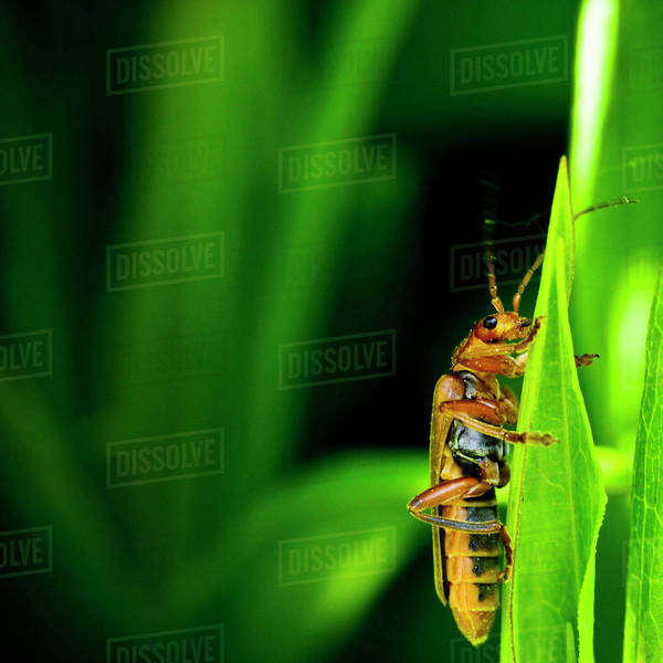 Insect on grass straw Stock Photo Dissolve