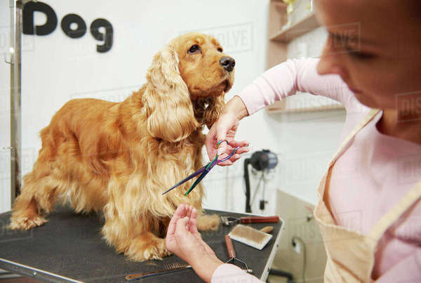 Female groomer trimming cocker spaniel at dog grooming salon