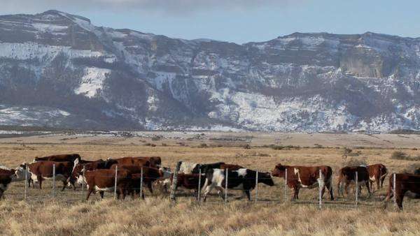Cattle graze in the fields on a ranch with snowy mountains background ...