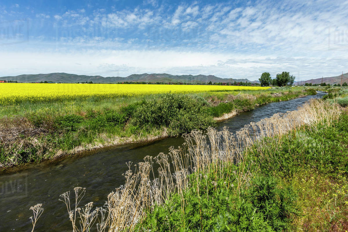 River by rapeseed field in Bellevue, Idaho, USA Stock Photo Dissolve