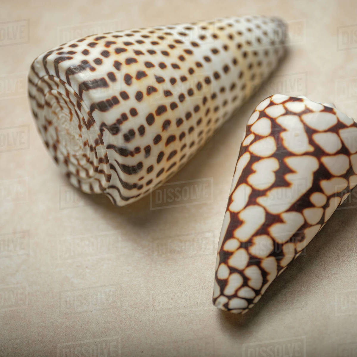Patterned seashells - Royalty-free Stock Photo | Dissolve