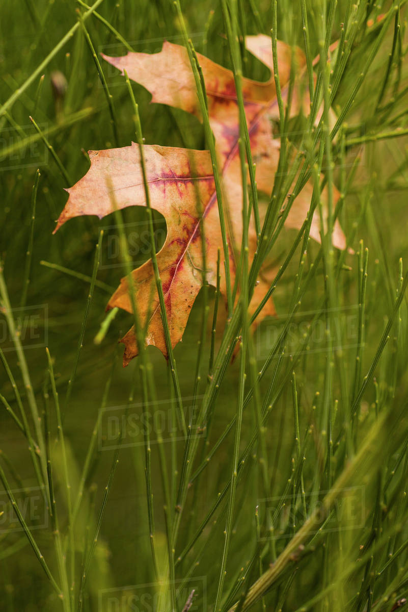 Leaf tangled in grass - Royalty-free Stock Photo | Dissolve
