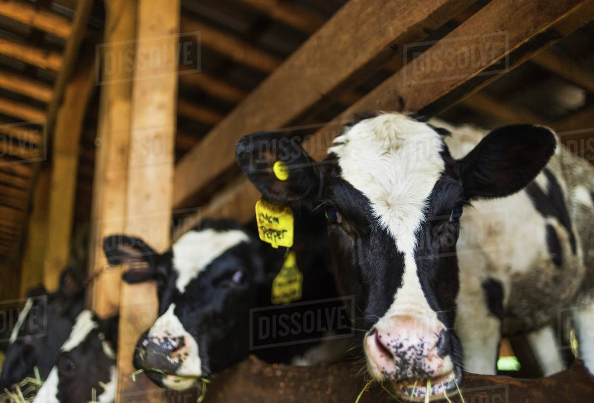 Cows in barn Stock Photo Dissolve