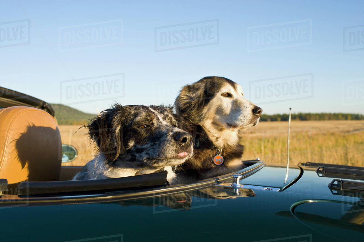 Two dogs sitting on rear seats of convertible car during road trip