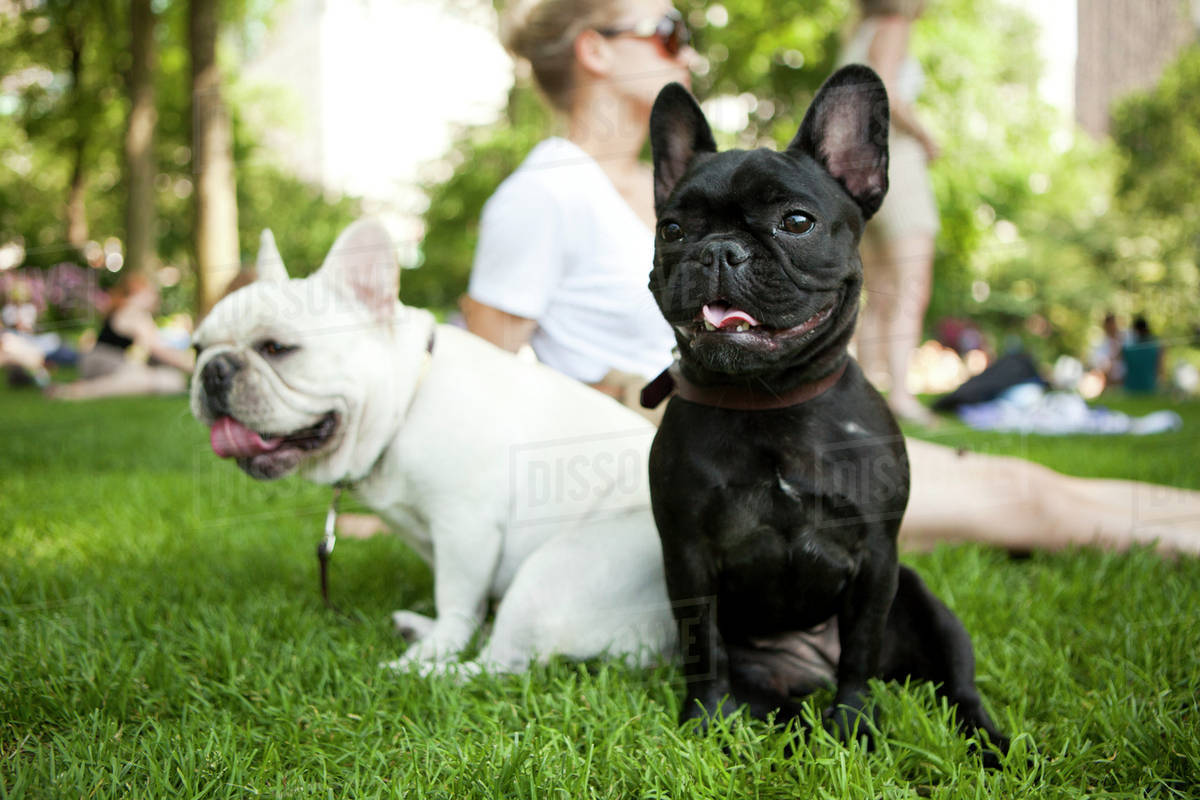 two french bulldogs