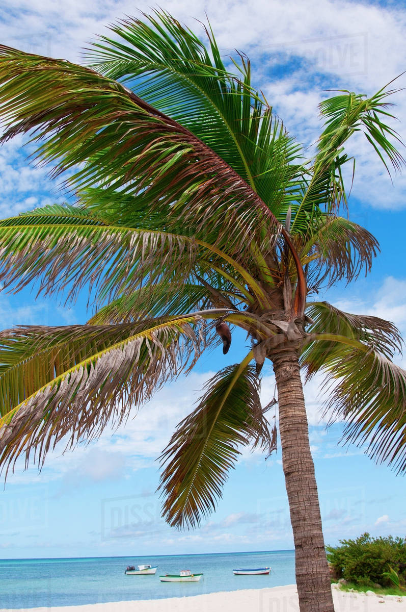 Aruba, palm tree on beach Stock Photo Dissolve