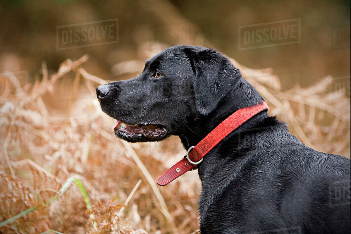 England, Suffolk, Black labrador in field, Thetford Forest Stock Photo Dissolve