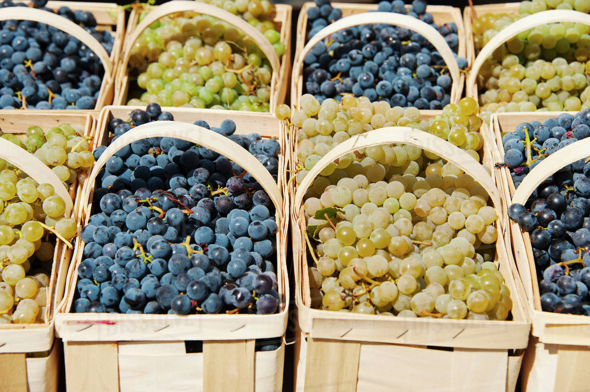 Punnets of fresh grapes on market stall - Stock Photo - Dissolve