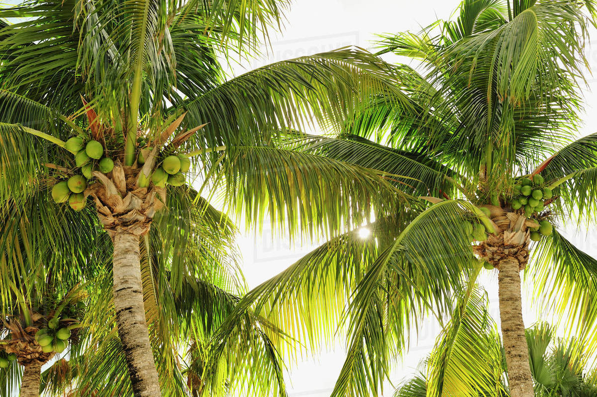 Coconuts in palm trees Stock Photo Dissolve