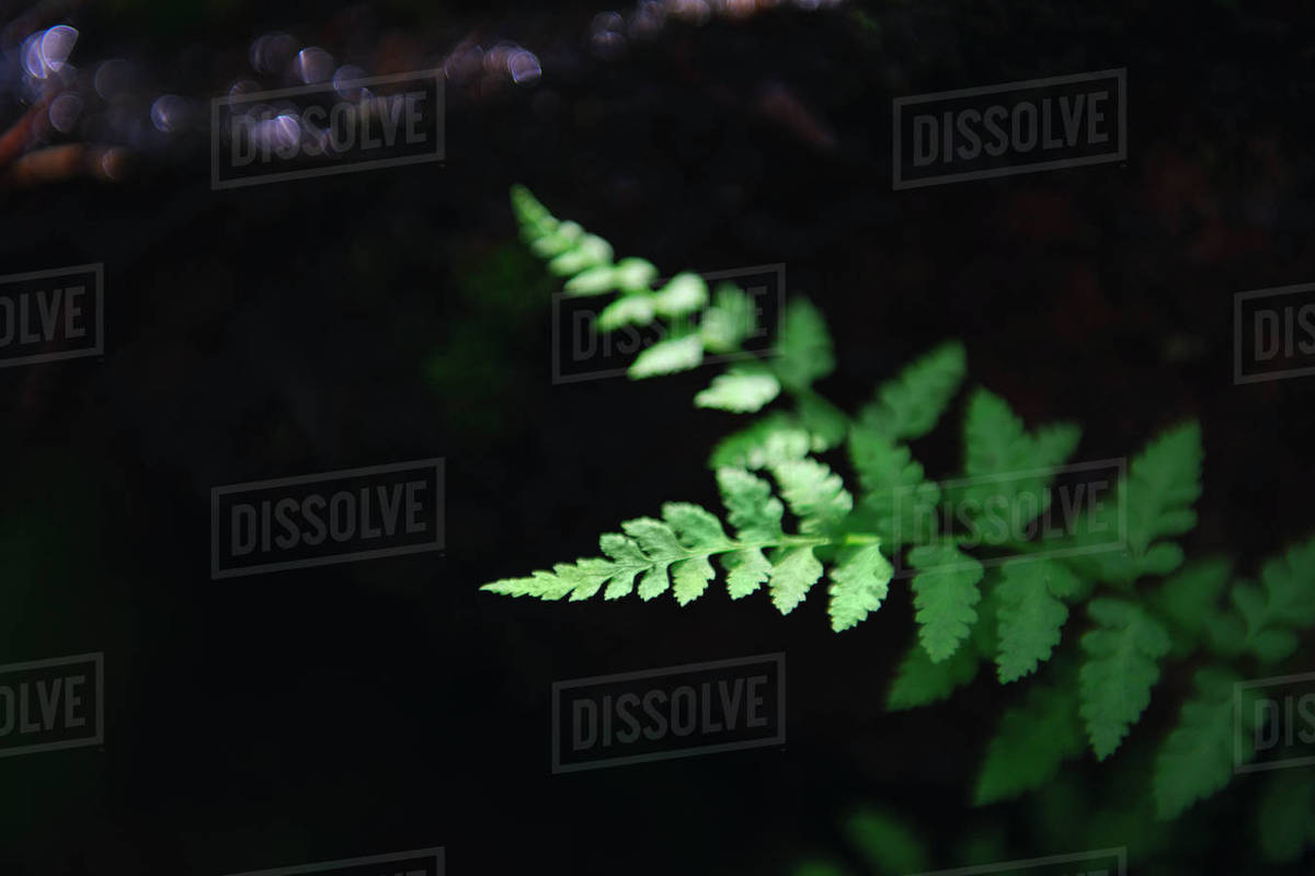 Leaves Stock Photo Dissolve