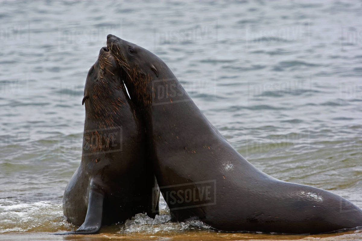 South African Fur Seals in water, Namibia, Africa Stock Photo Dissolve