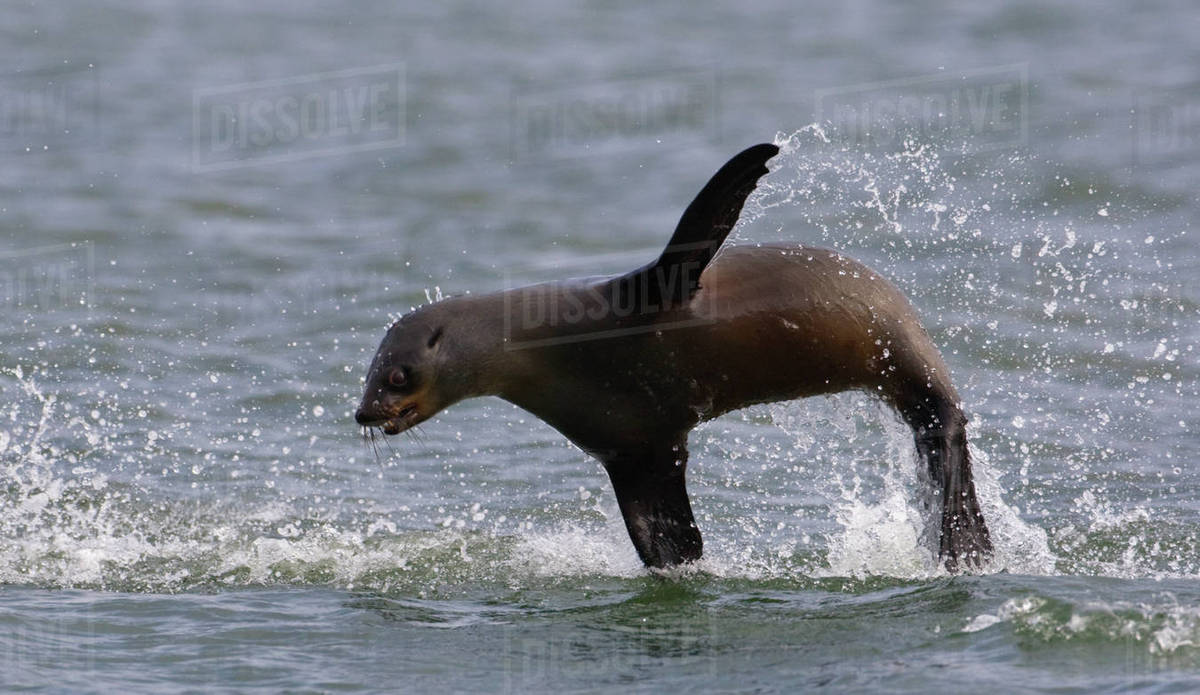 Seal jumping out of water Stock Photo Dissolve