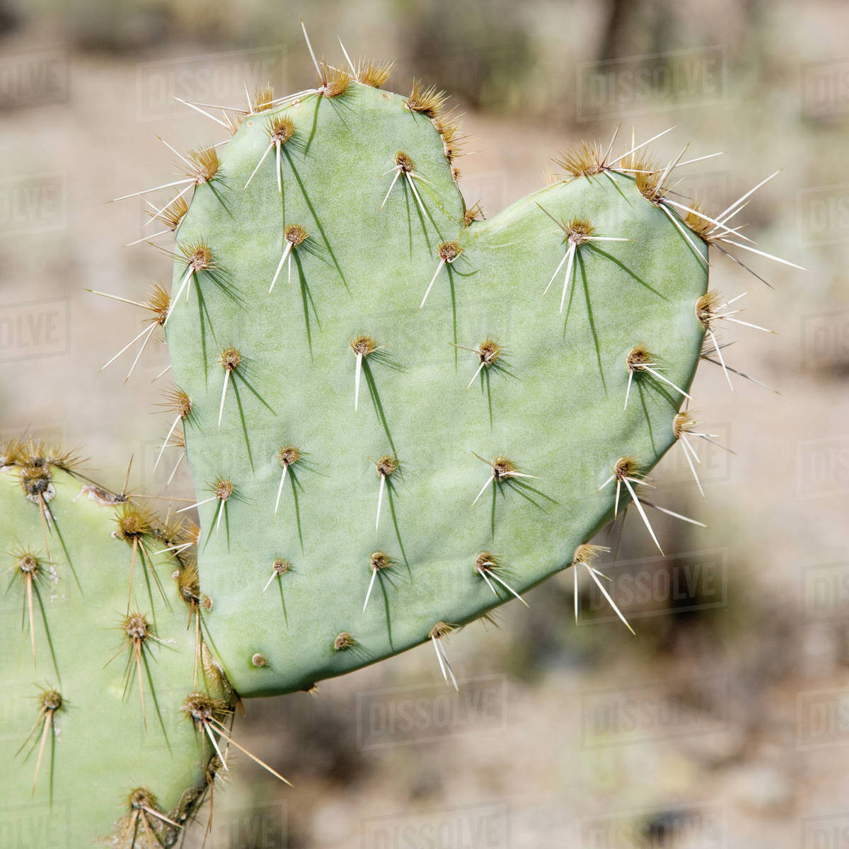 cactus shaped Crystal Cactus main image 0