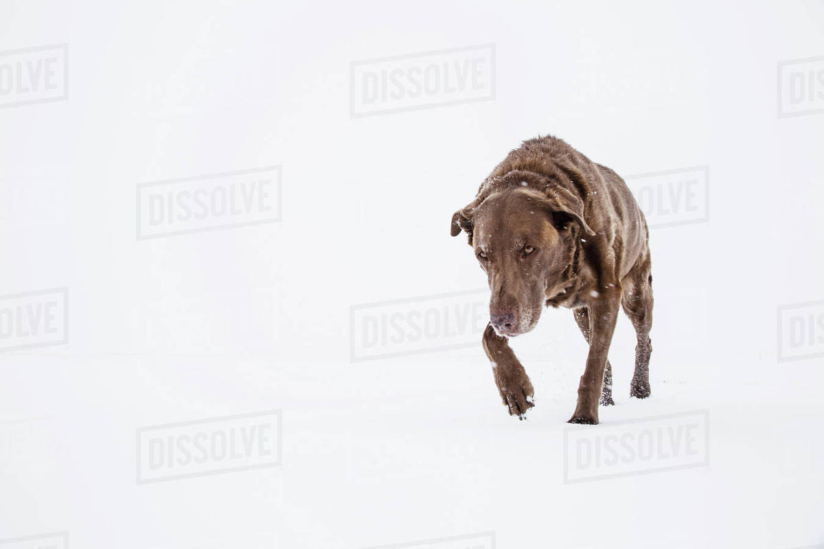 Dog walking in snow Stock Photo Dissolve