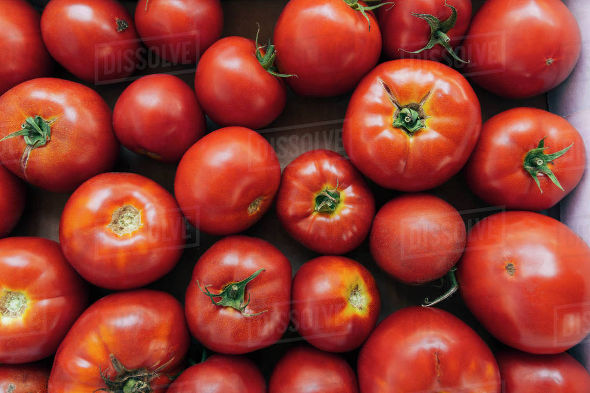 Abundance of tomatoes Stock Photo Dissolve