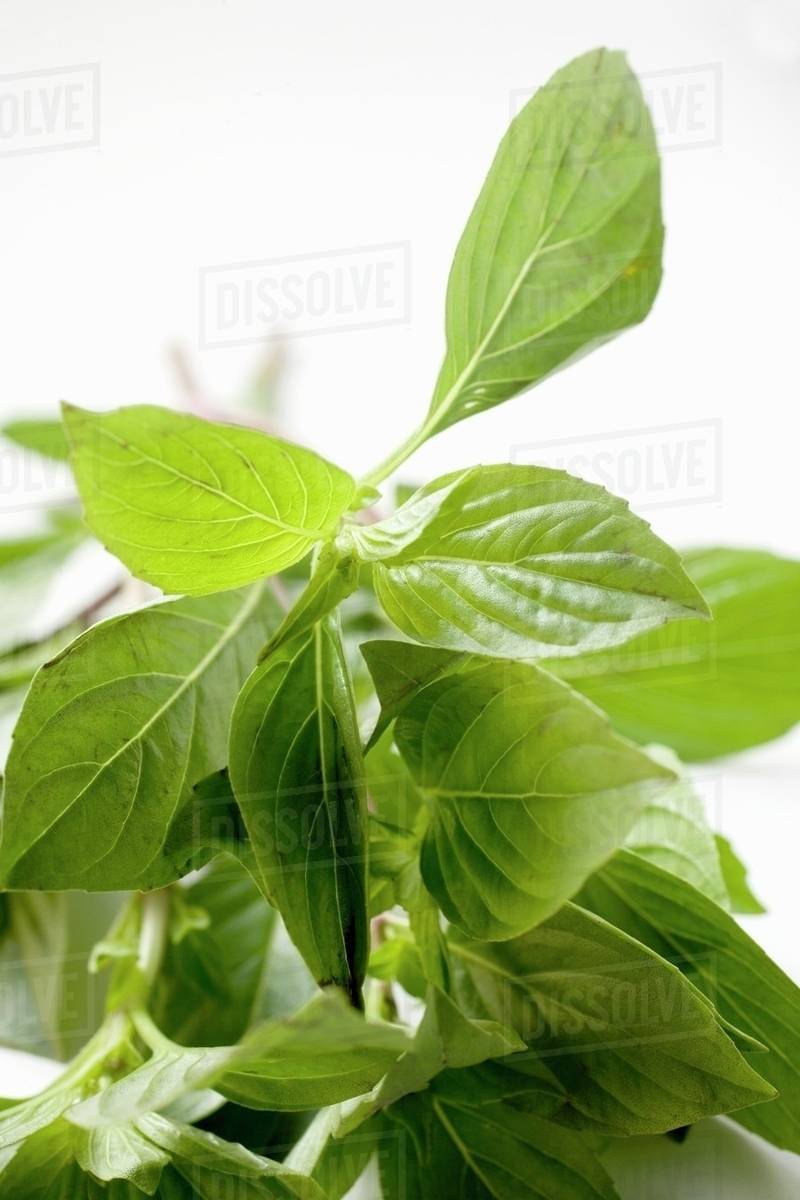 Fresh Thai basil Stock Photo Dissolve