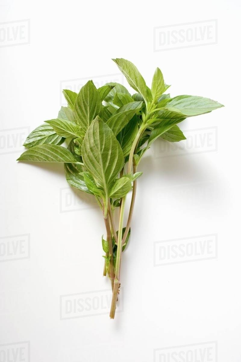 Fresh Thai basil Stock Photo Dissolve
