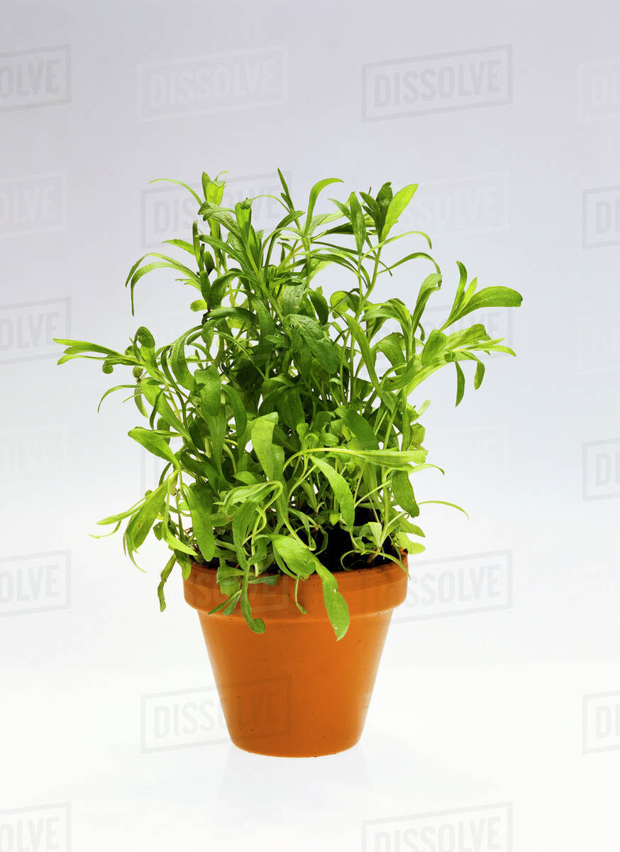 Tarragon in flowerpot Stock Photo Dissolve