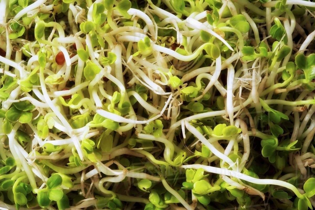 Radish sprouts Stock Photo Dissolve